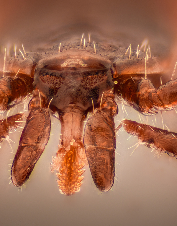 Lyme borreliosis prevention: a vaccine is on the way.